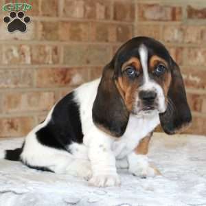 Pluto, Basset Hound Puppy